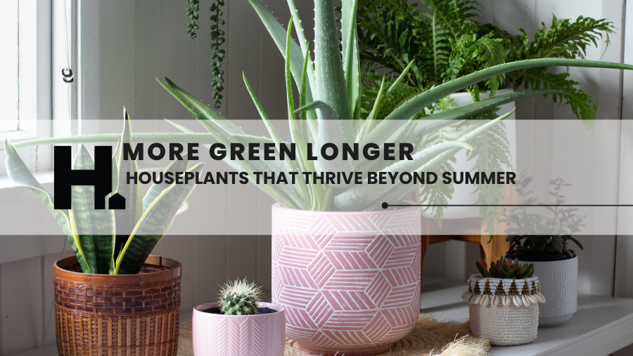 More Green, Longer: Houseplants That Thrive Beyond Summer