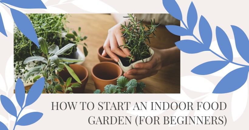 How to Start an Indoor Food Garden (for Beginners)