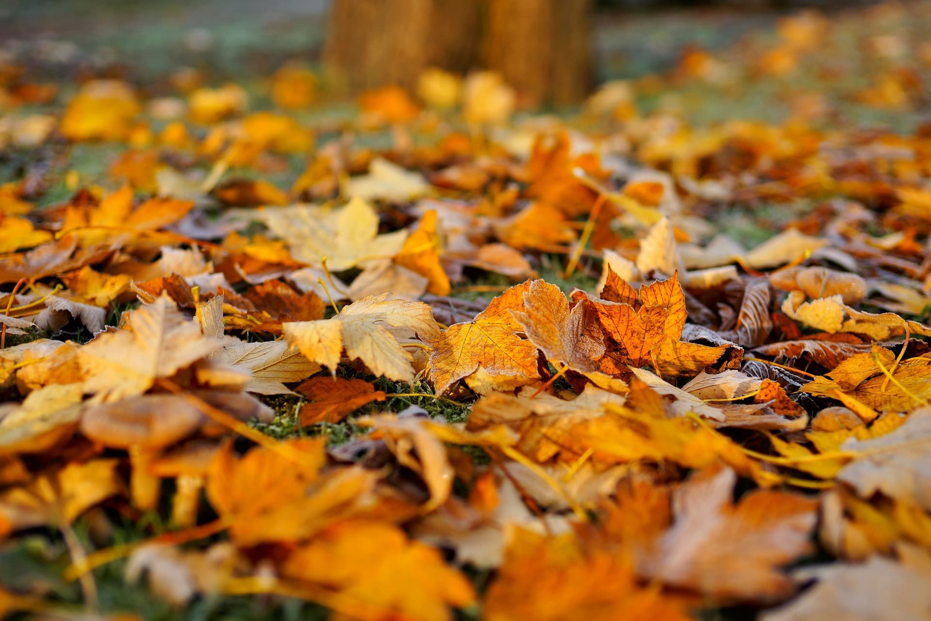 26 Home Maintenance Tips for this Fall in Toronto - Jethro Seymour