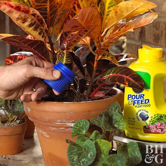 Fertilizing croton