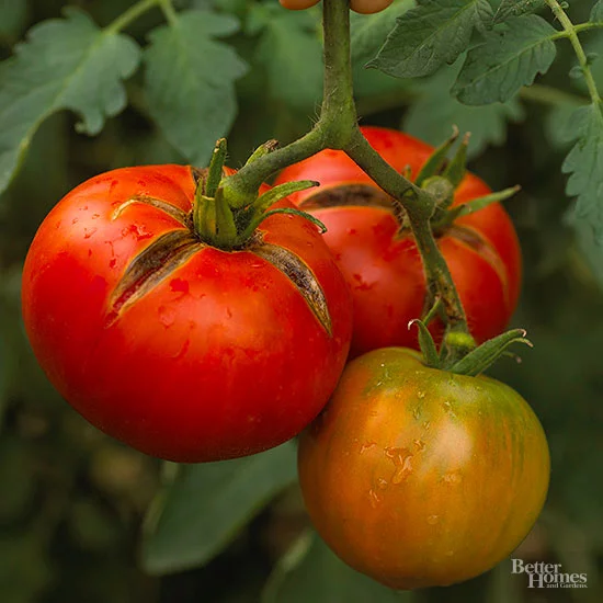 Tomato 'Moskvich'    