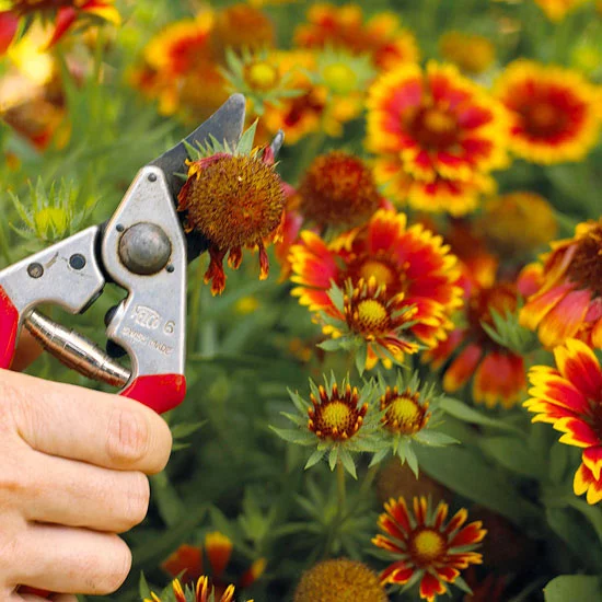 Deadheading blanketflower