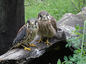 Baby Kestrals outside of the Town of Telluride in Aldasoro in an Aspen Stand at 9,700 feet. Photo by John Simon.