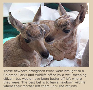 Pronghorn twins in rehab