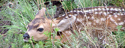 Deer fawn camouflaged in grass waiting for doe to return