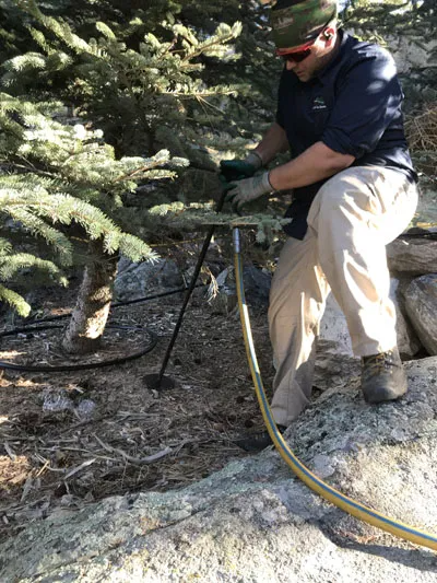 Lam tree watering an evergreen tree