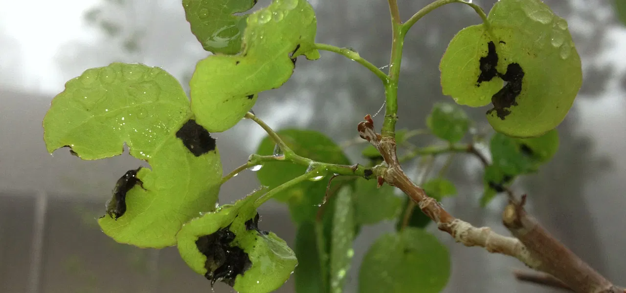 spider mite damage on aspen leaves in Evergreen, Colorado