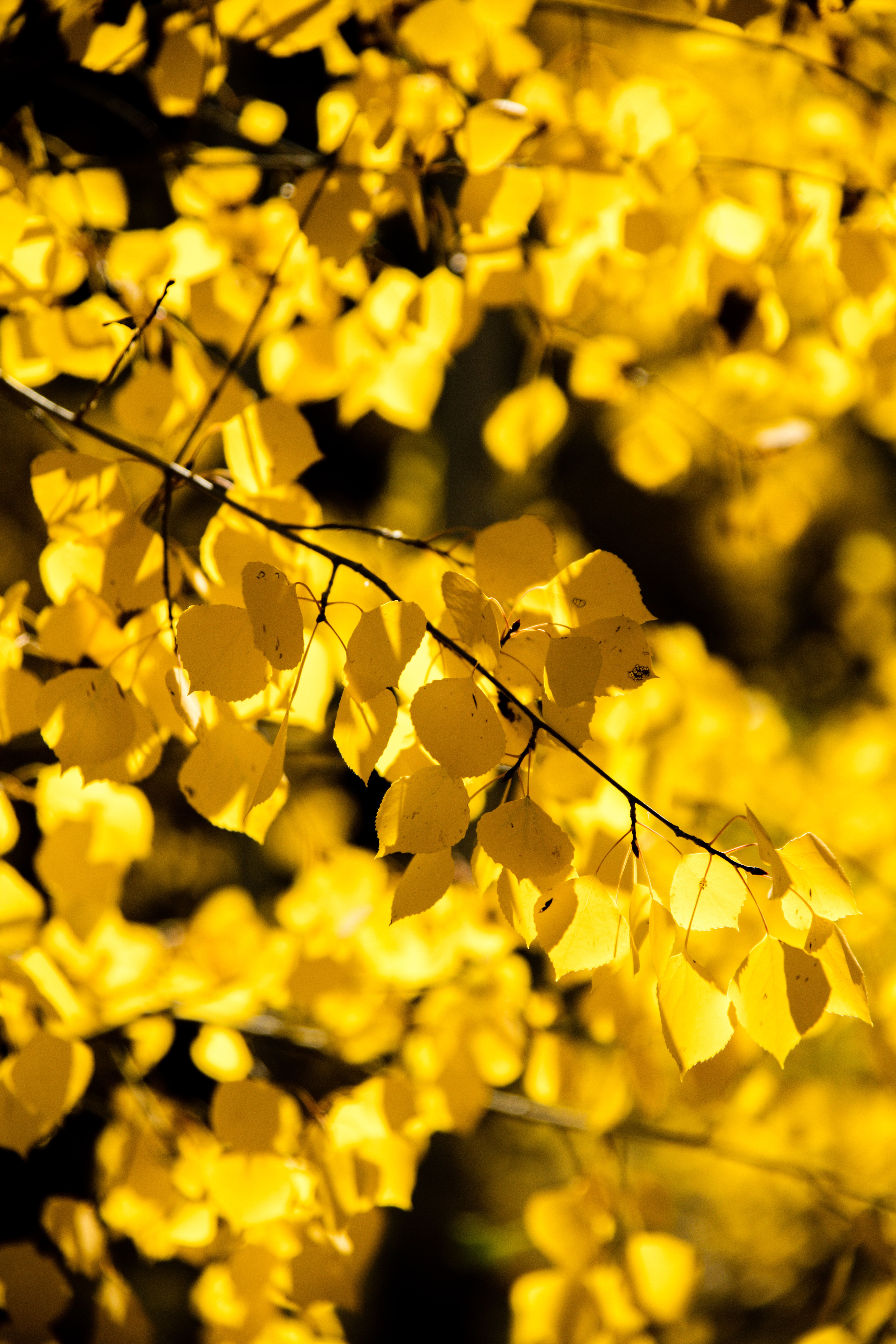 Aspen Trees: Common Problems and What To Do