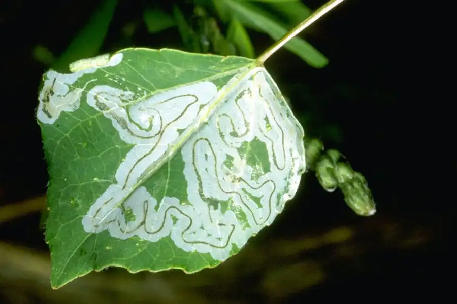 aspen leafminer damage on a quaking aspen leaf