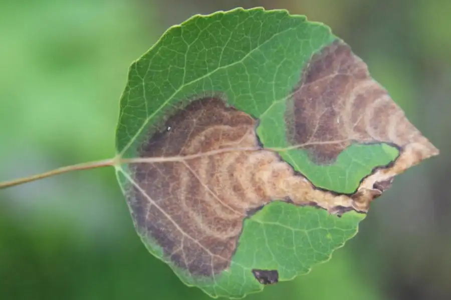 aspen ink spot leaf blight damage on aspen leaf