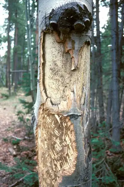 elk damage to aspen tree