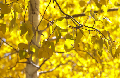 Fall Tree Care Tips for the Front Range