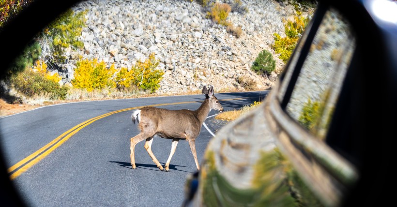 Fall Means Setting Clocks Back & Watching For Wildlife