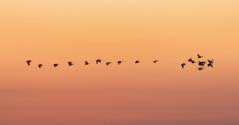 Colorado Spring Bird Migration
