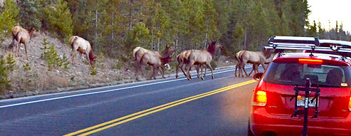 Elk herd crossing road in front of car at dusk