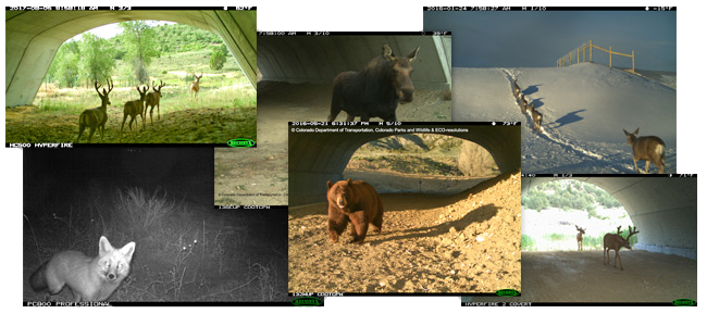 photos of animals using wildlife crossings