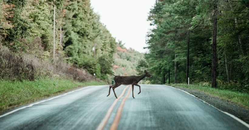 What Motorists Should Absolutely Not Do When About To Crash Into Animals On The Highway