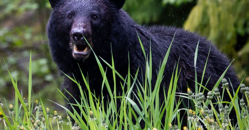 Be Spring Bear Aware!