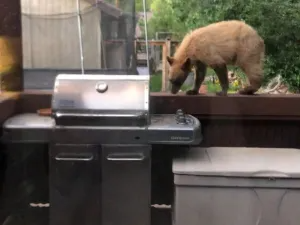 bear sniffing around grill