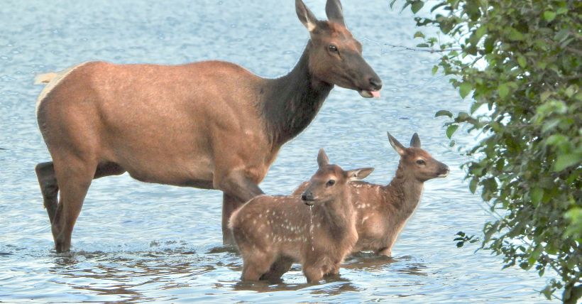 Leave Young Wildlife Alone