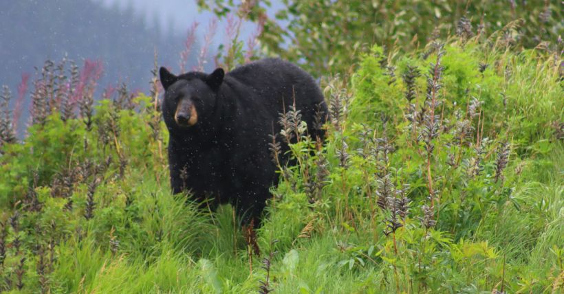 What to Know As Bears Become More Active