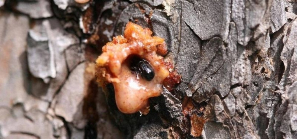 Close-up of mountain pine beetle adult emerging from cream-colored pitch tube on pine bark showing characteristic popcorn-like resin mass.