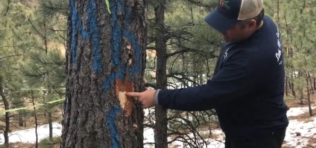 LAM Tree Certified Arborist examining blue stain fungus under pine bark during winter beetle inspection in Jefferson County Colorado.