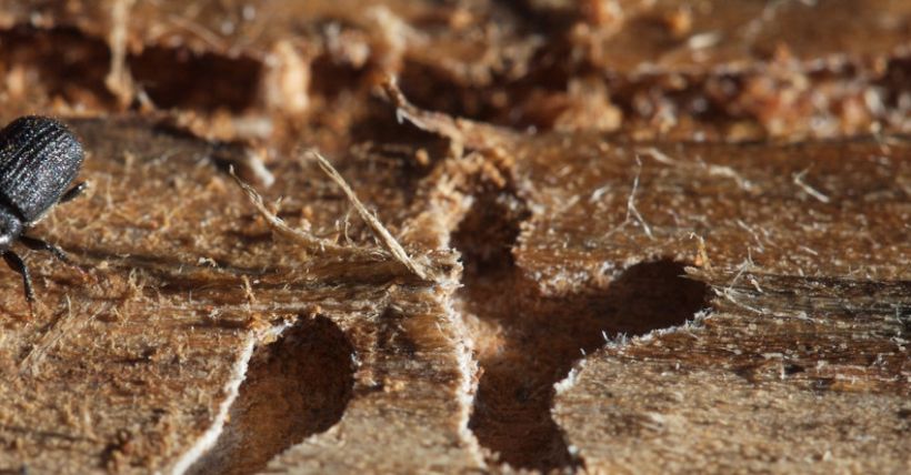 Mountain Pine Beetle Information & Resources To Know