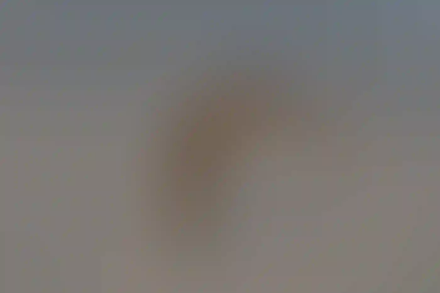 A Common Nighthawk in flight.