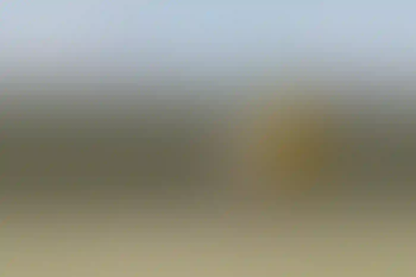 A Western Meadowlark perched on barbed wire fence.