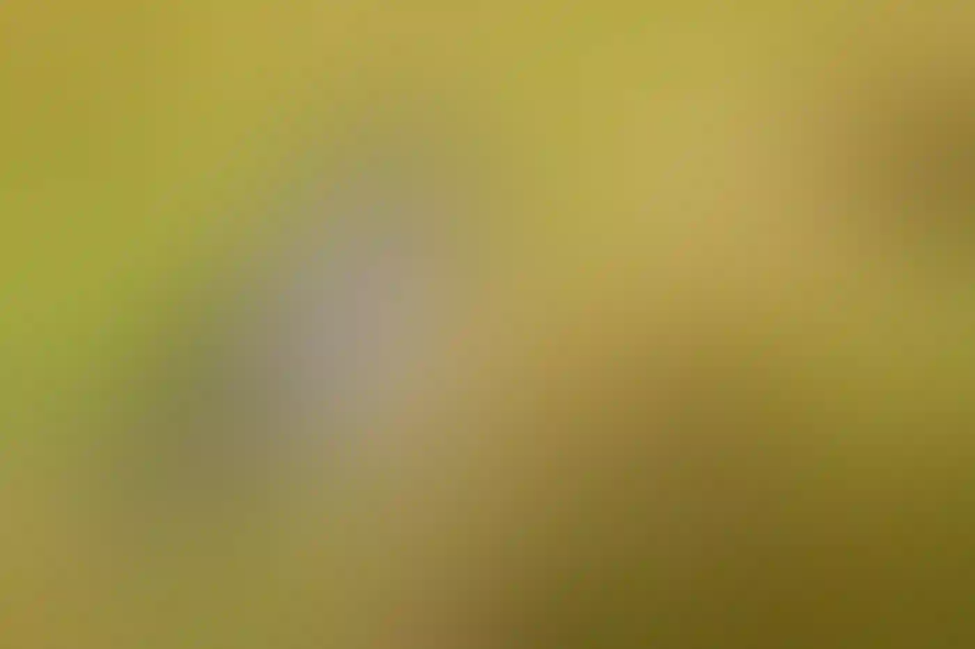 A Loggerhead Shrike perched on a barbed wire fence.