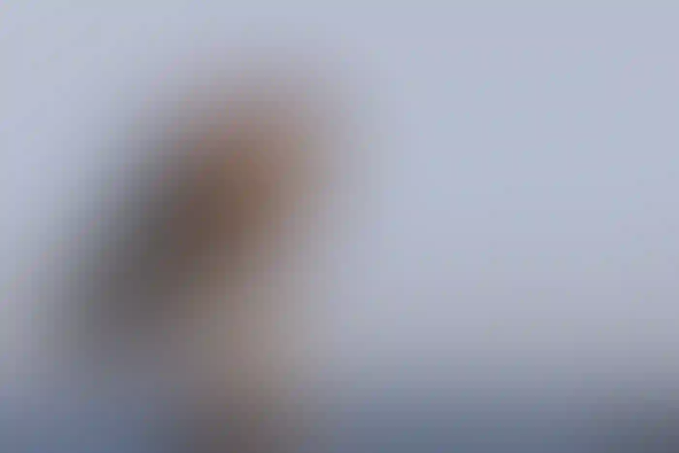 An American Kestrel perched on a wire fence.