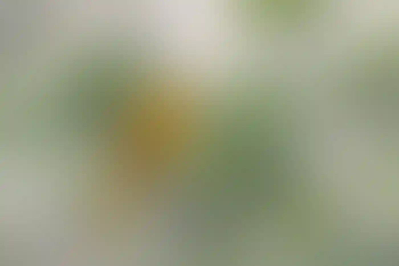 A Bullock's Oriole perched in a tree.