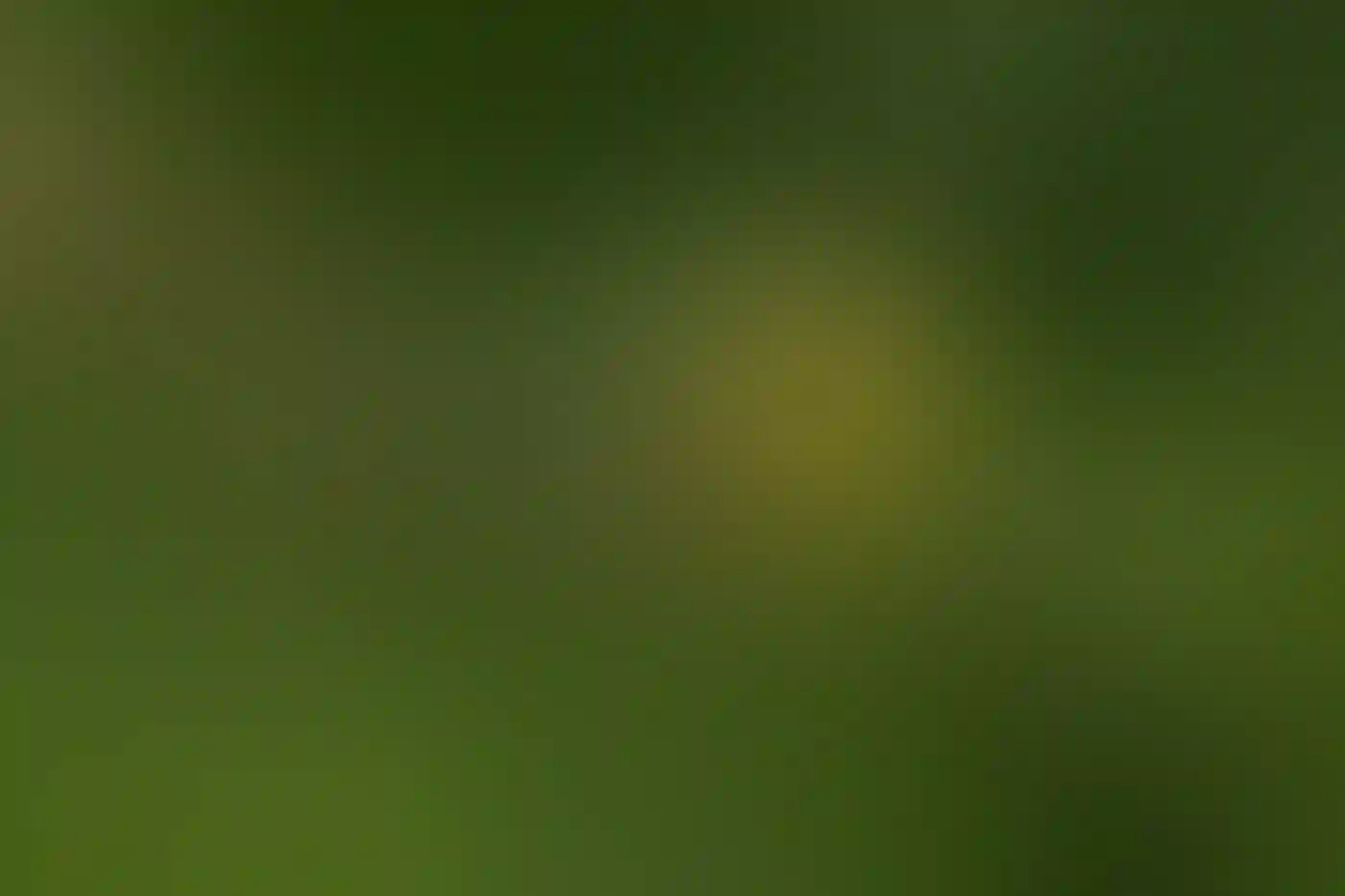 A Yellow-breasted Chat perched on a tree branch.