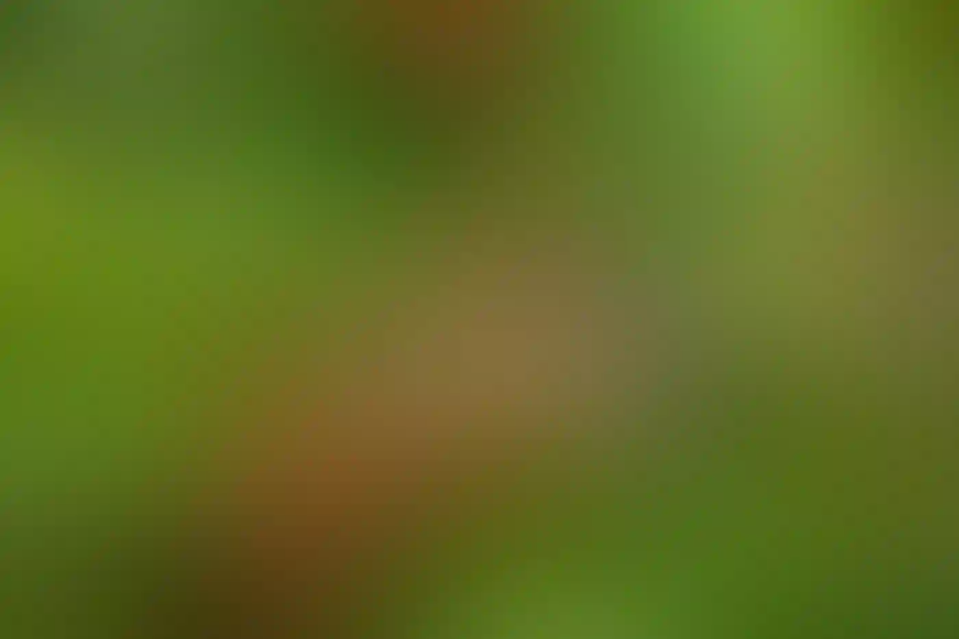 A Cedar Waxwing perched in a fruiting tree.