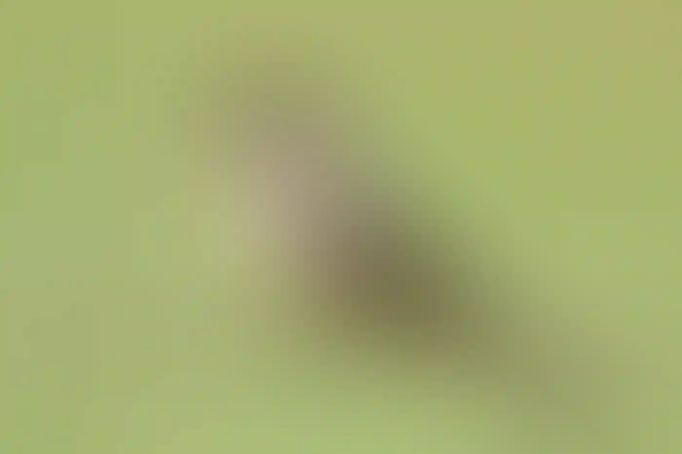 A Say's Phoebe perched on a barbed wire fence.