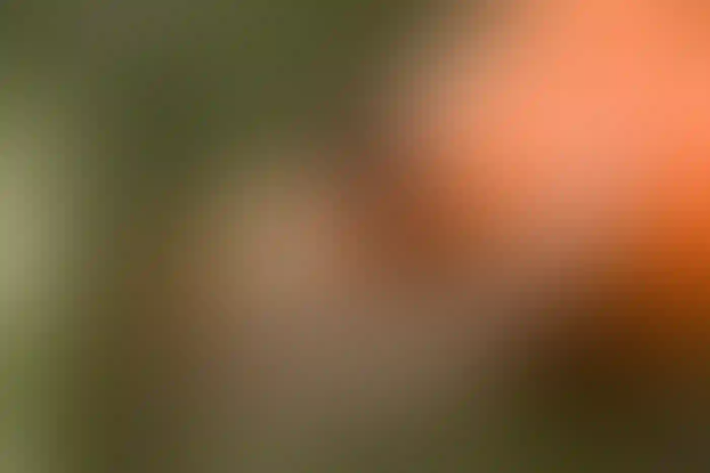 A perched House Wren.