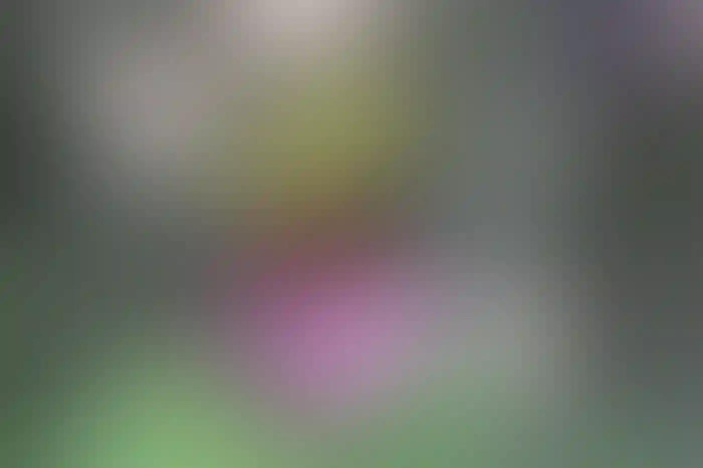 A male American Goldfinch perched on a purple coneflower.