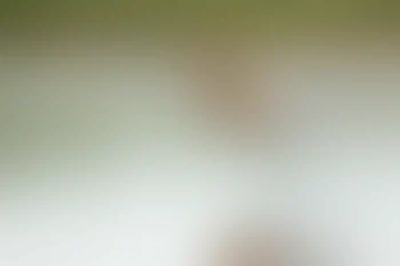 Two American Avocets wading in shallow water.