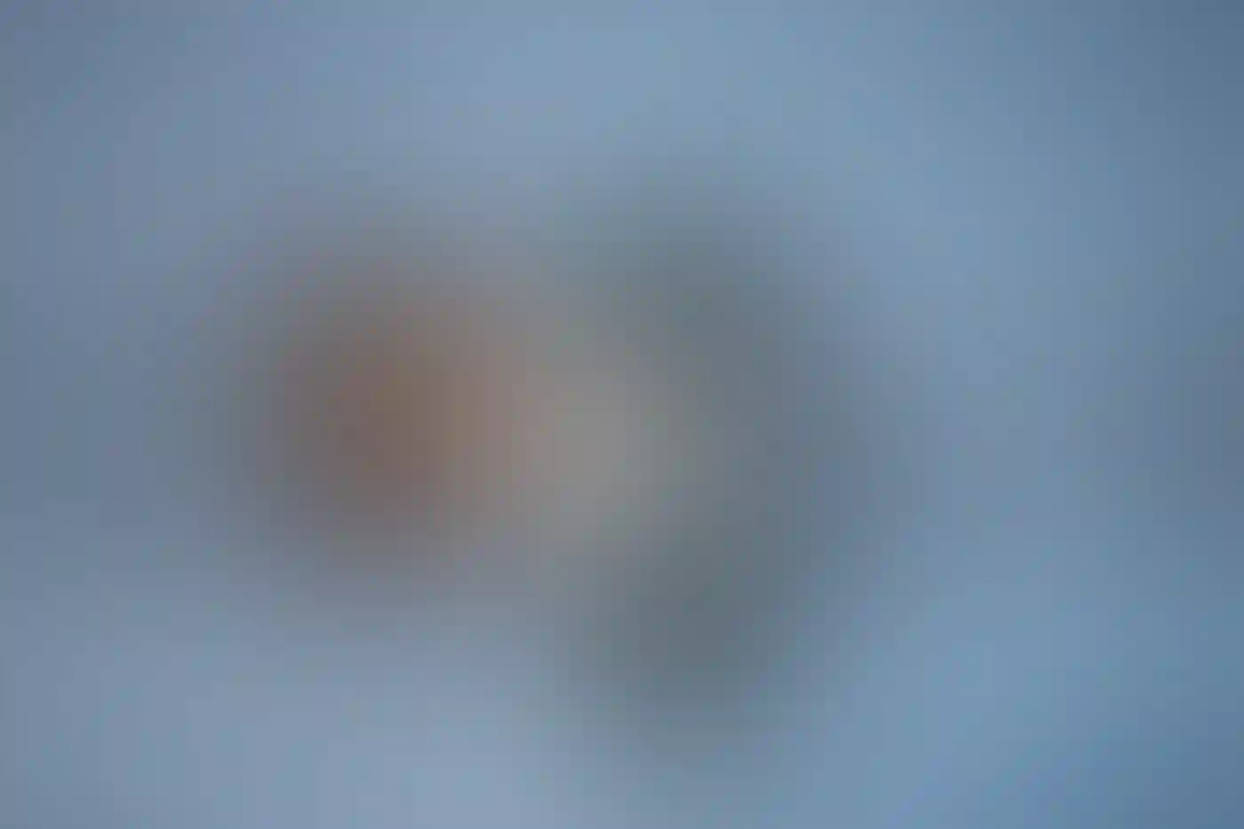 A Northern Shoveler on water.