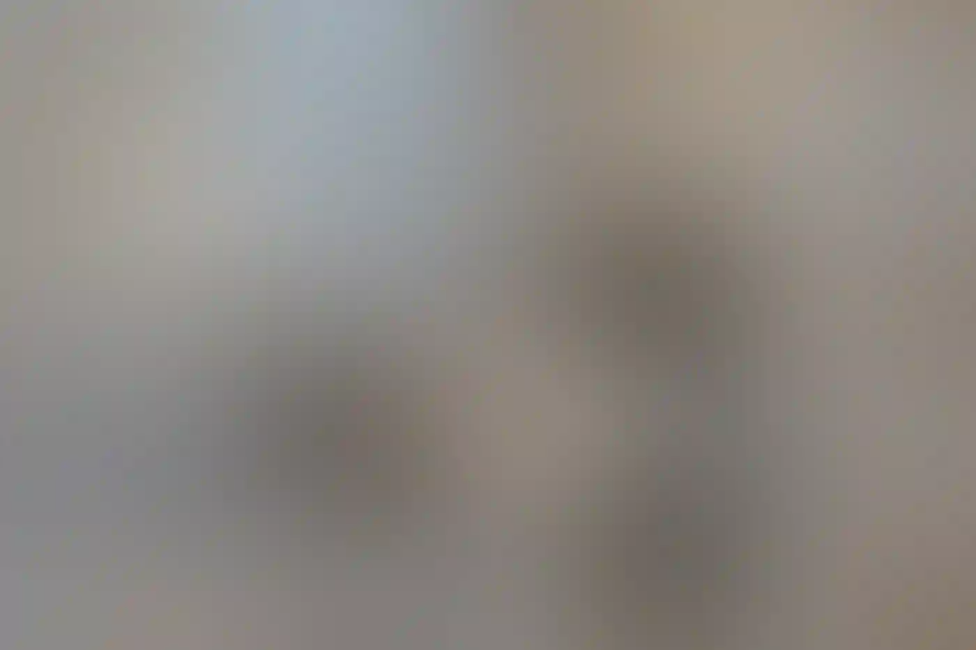 An American Coot on water.