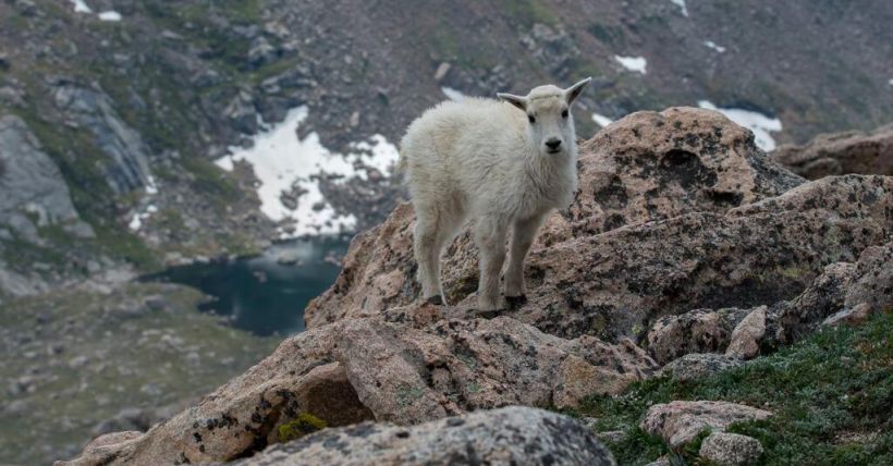 Baby Wildlife in Colorado: When to Leave Young Animals Alone