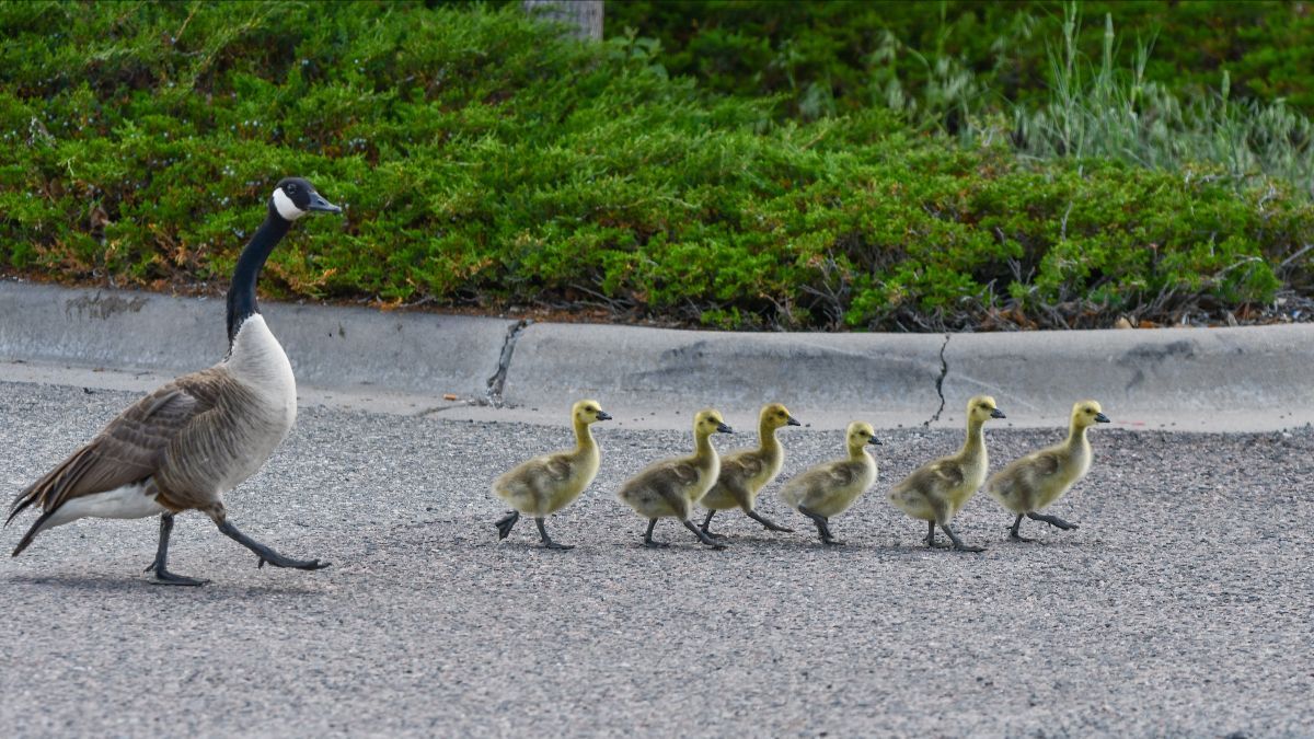 Young animals need space, not rescue