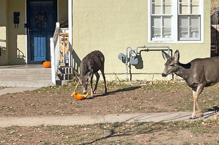Feeding Wildlife