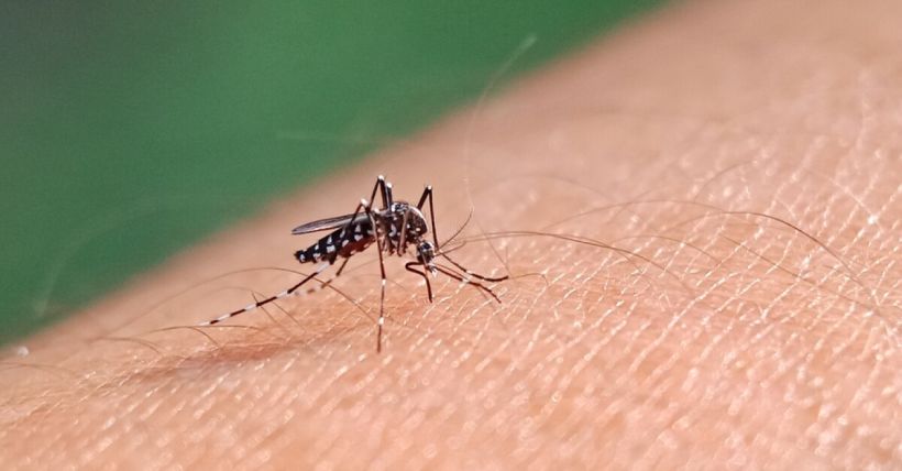 Mosquito Risk in Colorado: What Foothills Homeowners Should Know This Summer