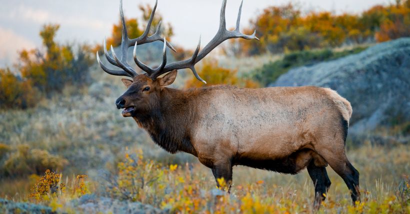 Fall Wildlife in Colorado: What to Watch for This Season