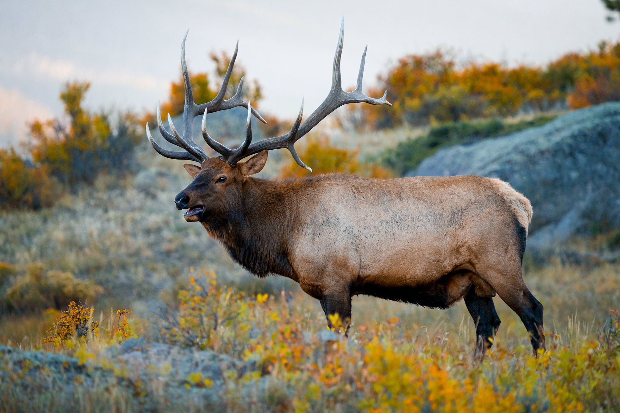 Where to See Colorado Wildlife This Fall