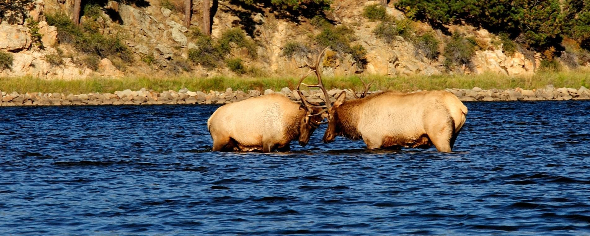 Elk