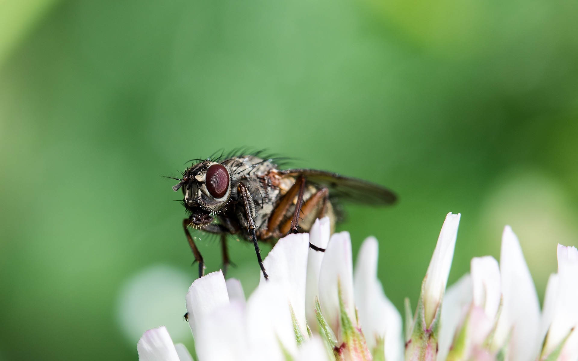 There Are Flies In My House   Flies 