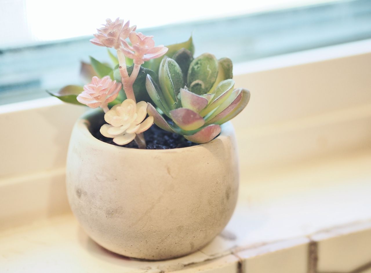 Fuss-free succulents and cacti are frequently seen in Central Austin home interiors